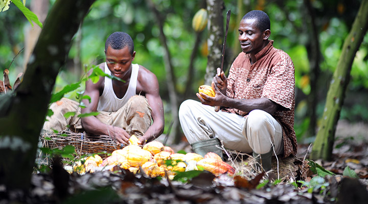 Powerfull storytelling: Cocoa farmers from the book 'Growing with Ghana'