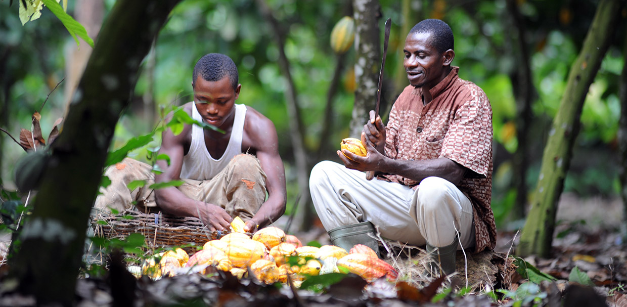 Cacao boeren in de jungle uit boek Growing with Ghana