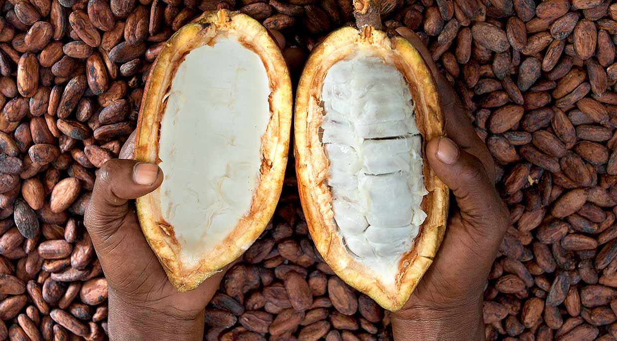 Cocoa from Ghana headerbeeld van handen met cacaopod